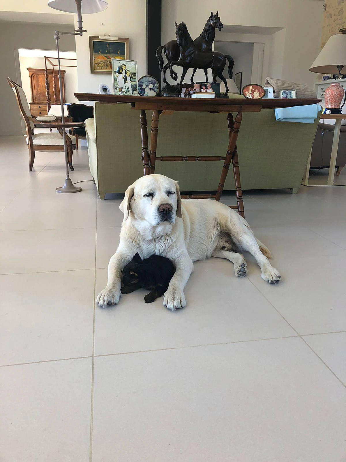 Floppy participe au concours pour gagner de l'argent avec cette photo : carnivore, collar, companion_dog, dog, dog_breed, floor, flooring, interior_design, lamp, lampshade, light_fixture, picture_frame, retriever, room, snout, sporting_group, vertebrate, wood, working_animal