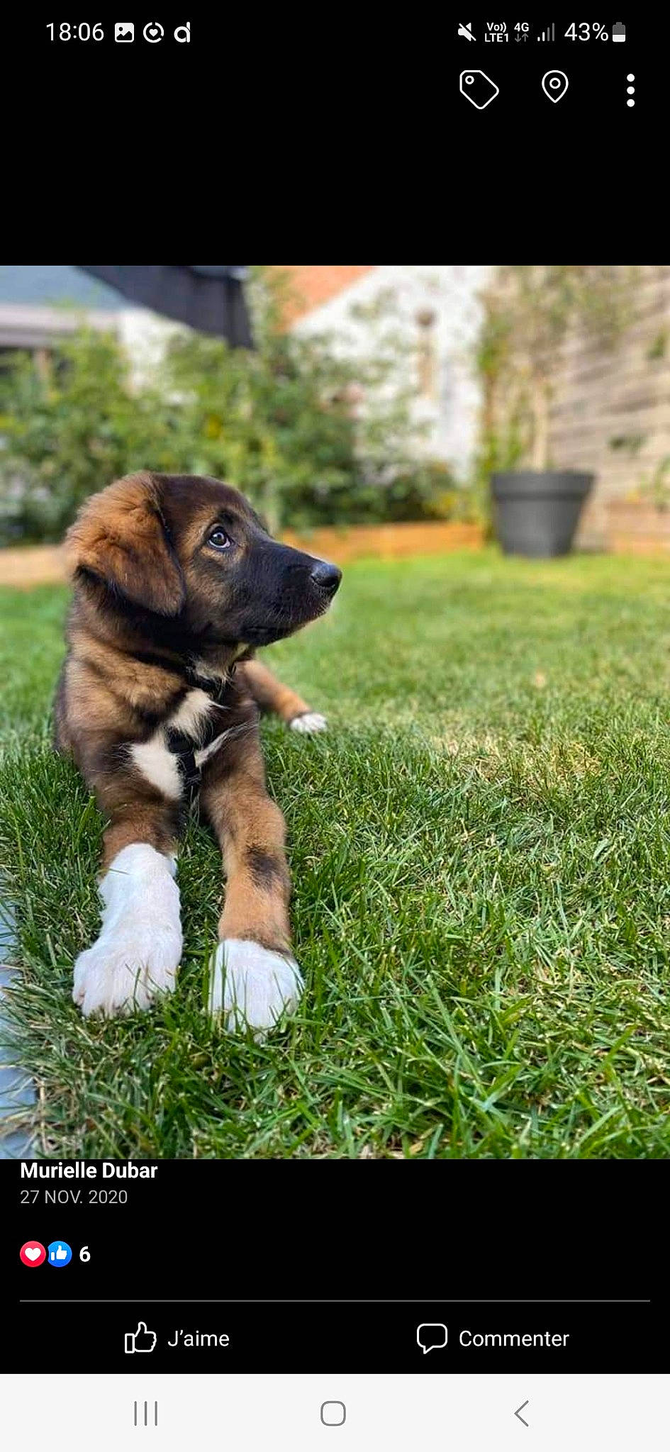 Mao a rejoint le concours — aidez-le/la à gagner de superbes lots ! carnivore, collar, companion_dog, dog, dog_breed, dog_collar, door, fawn, flowerpot, fur, grass, lawn, paw, plant, snout, sporting_group, tail, terrestrial_animal, tree, working_animal