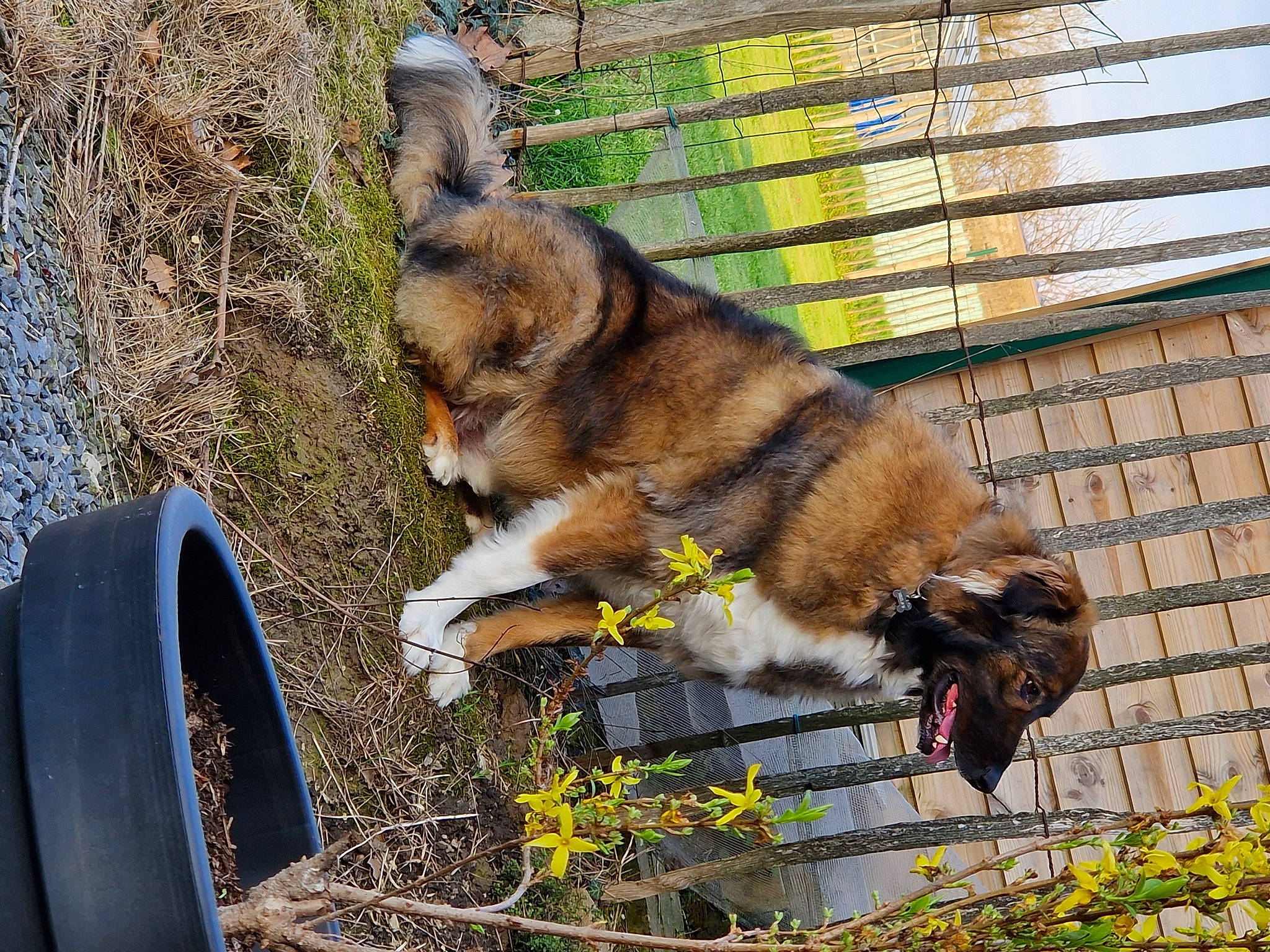 Mao a rejoint le concours — aidez-le/la à gagner de superbes lots ! canidae, carnivore, companion_dog, dog, dog_breed, fawn, fence, flower, fur, grass, mesh, old_german_shepherd_dog, pet_supply, plant, snout, sporting_group, tail, terrestrial_animal, wildlife, wire_fencing