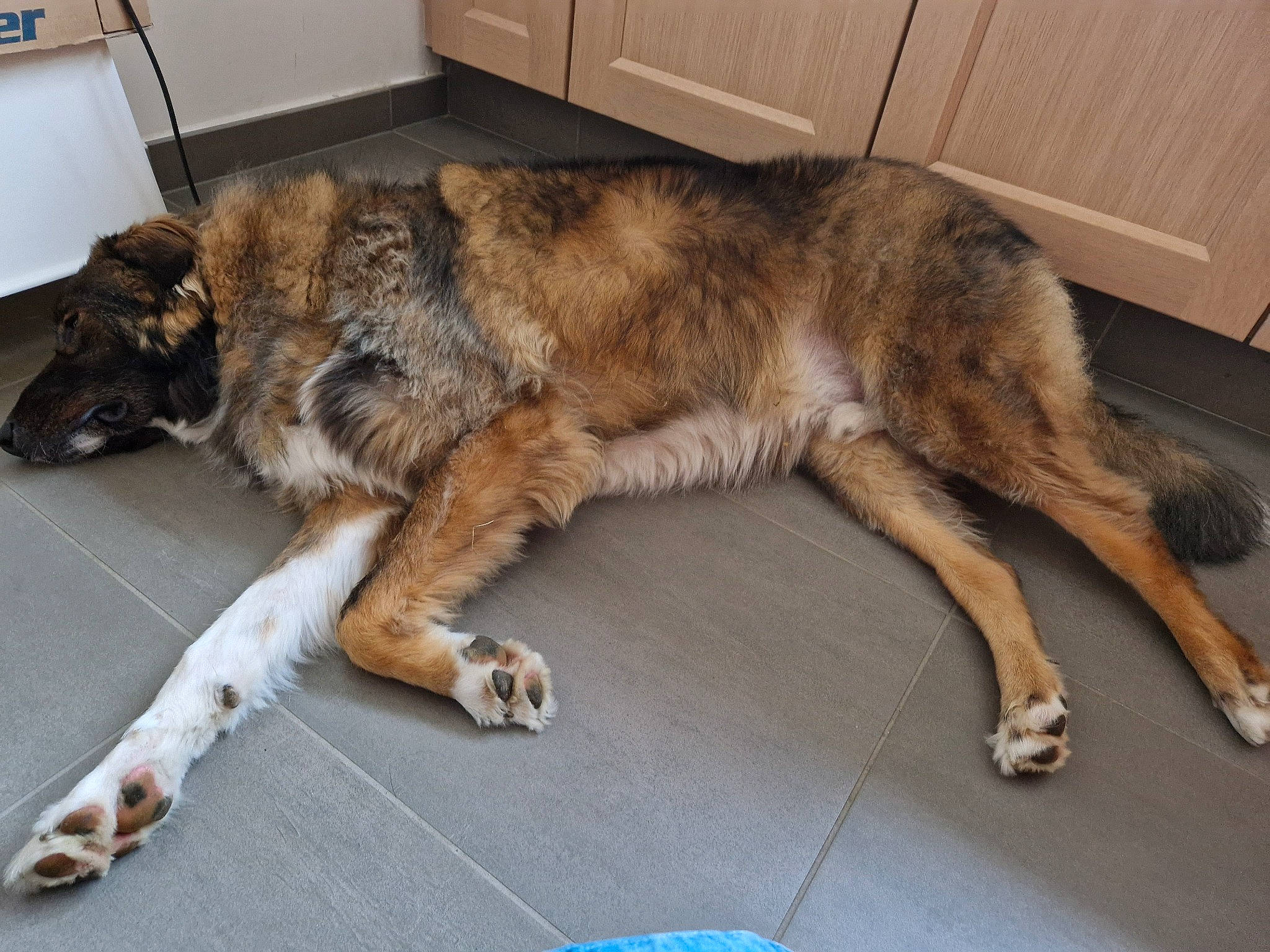 Mao a rejoint le concours — aidez-le/la à gagner de superbes lots ! carnivore, claw, comfort, companion_dog, dog, dog_breed, fawn, felidae, flooring, foot, fur, herding_dog, paw, small_to_medium_sized_cats, sporting_group, tail, terrestrial_animal, whiskers, working_animal, working_dog