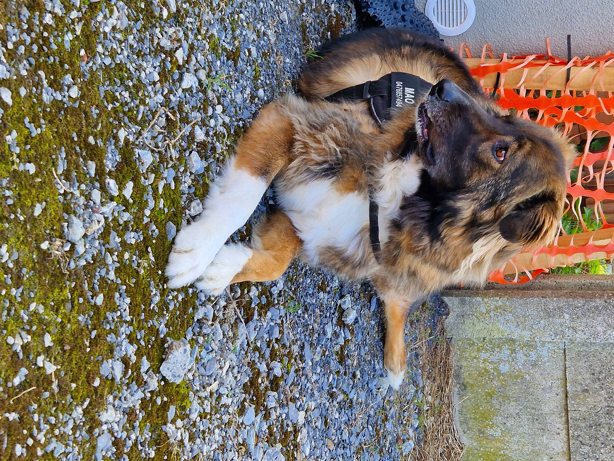 Mao participe au concours pour gagner de l'argent avec cette photo : canidae, carnivore, companion_dog, dog, dog_breed, fawn, felidae, fur, grass, herding_dog, paw, snout, soil, sporting_group, tail, terrestrial_animal, whiskers, wildlife