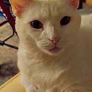 Bell is registered to the contest to win money with this photo: cat, white_cat, close_up, pet, animal, indoor, feline, whiskers, ears, eyes, fur, table, carpet, chair, domestic_animal, portrait, cute, mammal, looking, resting