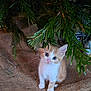 kitten, cat, orange_cat, white_cat, burlap, greenery, tree_branches, wooden_floor, curious, pet, young_animal, indoor, cute, small, fur, animal, plant, nature, closeup, adorable