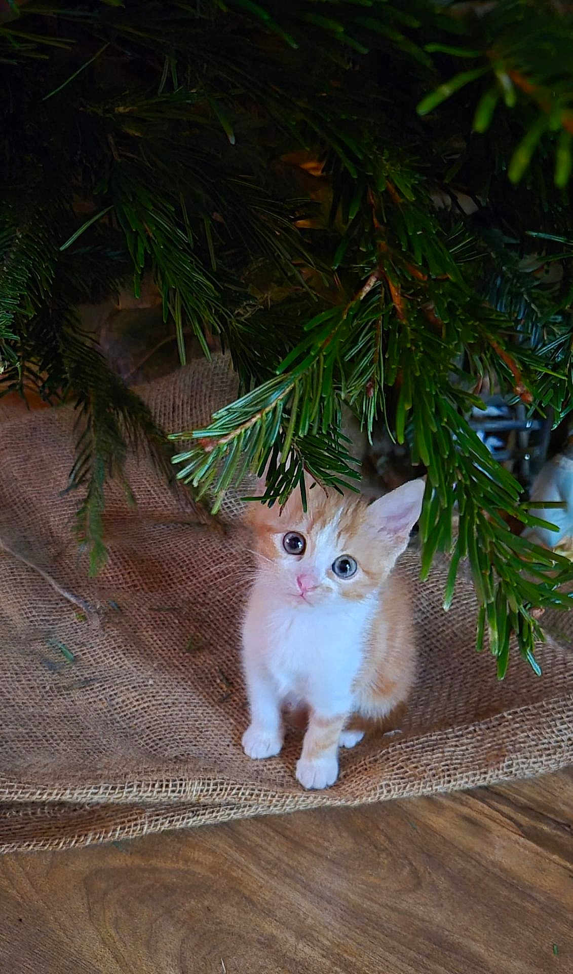 Poppy a rejoint le concours — aidez-le/la à gagner de superbes lots ! kitten, cat, orange_cat, white_cat, burlap, greenery, tree_branches, wooden_floor, curious, pet, young_animal, indoor, cute, small, fur, animal, plant, nature, closeup, adorable