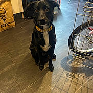 Daisy is registered to the contest to win money with this photo: animal, bag, bike_wheel, black_dog, cute, dog, domestic, floor, floor_tile, household, indoor, kfc_bag, looking_up, obedient, pet, shadow, sitting, tile_floor, white_patch, yellow_collar