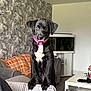 Daisy is registered to the contest to win money with this photo: puppy, dog, black_dog, pink_collar, white_chest_patch, couch, living_room, plaid_blanket, gray_wall, fish_tank, curious, pet, indoors, furniture, cozy, home, animal, companion, cute, portrait