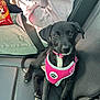 puppy, dog, black_dog, pink_harness, car_seat, person, seatbelt, snack_bag, casual_clothing, grey_pants, pink_sweatshirt, black_leather_seat, pet, young_dog, animal, indoor, companion, cute, looking_at_camera, car_interior
