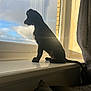 Daisy is registered to the contest to win money with this photo: puppy, dog, windowsill, silhouette, sunlight, window, curious, indoor, pet, black_dog, cloudy_sky, reflection, sunbeam, young_dog, side_view, calm, animal, domestic, looking_out, shadow