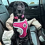 animal, black_dog, car_interior, collar, cute, dog, ears, fur, indoors, jacket, leather_seat, looking, pet, pink_harness, puppy, seatbelt, sitting, vehicle, white_cloth, window