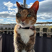 Anna joined the competition — help win amazing prizes! cat, calico_cat, outdoor, sky, clouds, sunlight, fence, collar, bell, pet, animal, portrait, whiskers, ears, fur, face, green_eyes, balcony, daytime, nature
