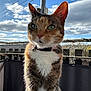 animal, balcony, bell, calico_cat, cat, clouds, collar, daytime, ears, face, fence, fur, green_eyes, nature, outdoor, pet, portrait, sky, sunlight, whiskers