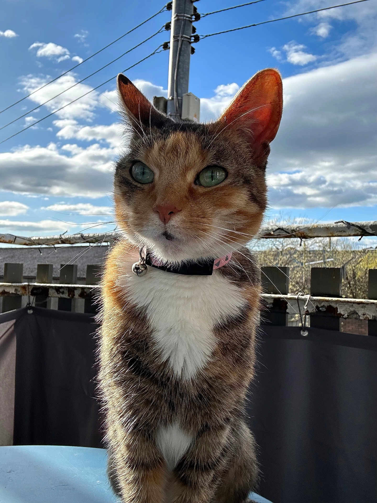 Anna joined the competition — help win amazing prizes! cat, calico_cat, outdoor, sky, clouds, sunlight, fence, collar, bell, pet, animal, portrait, whiskers, ears, fur, face, green_eyes, balcony, daytime, nature