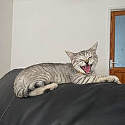 Luna joined the competition — help win amazing prizes! cat, tabby, gray_cat, feline, pet, indoor, couch, leather, yawning, mouth_open, relaxed, animal, domestic_cat, whiskers, ears, claws, fur, collar, resting, home