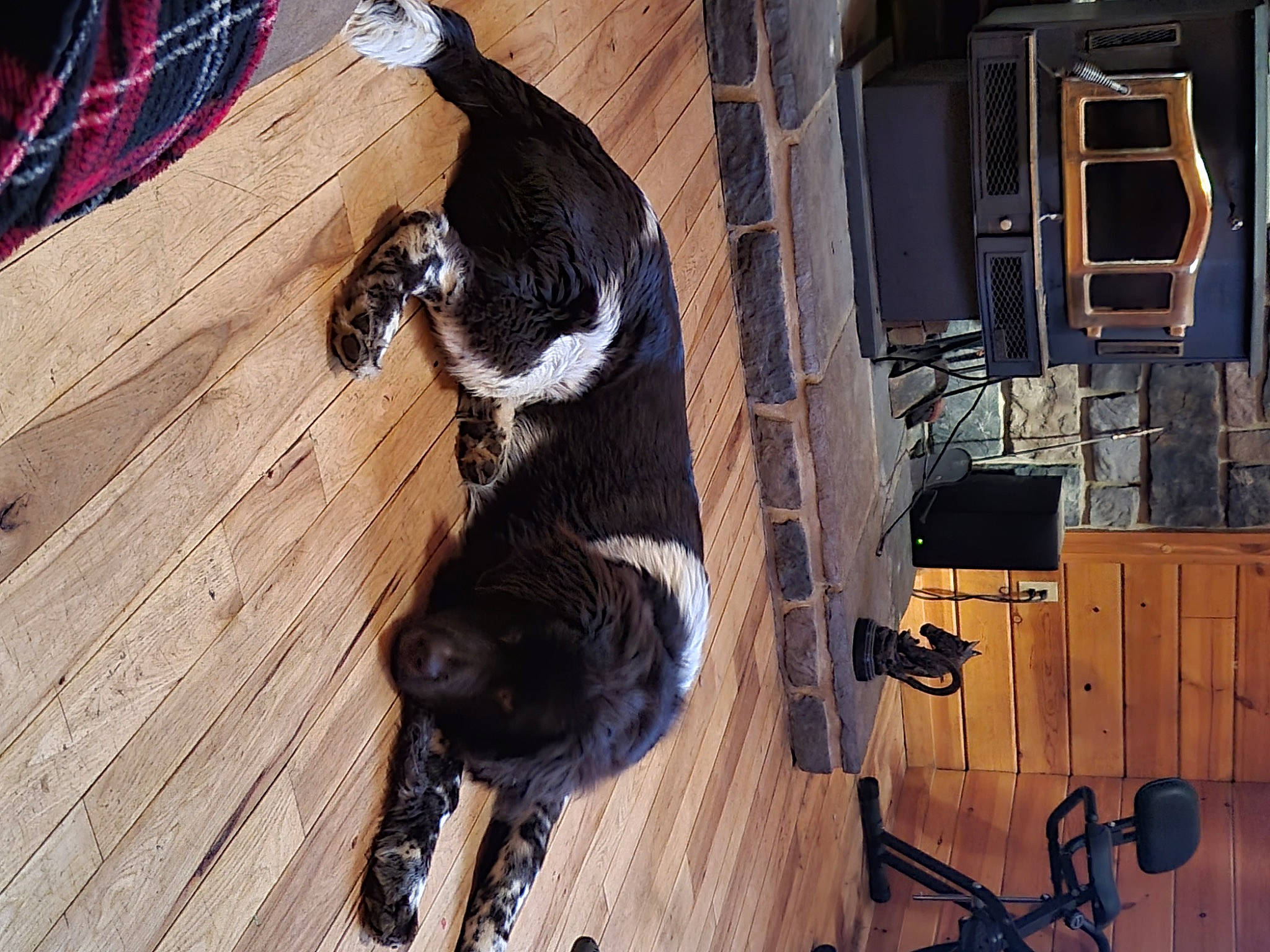 Ozzy is registered to the contest to win money with this photo: cabinetry, carnivore, cat, collar, comfort, companion_dog, dog_breed, felidae, flooring, fur, hardwood, laminate_flooring, pet_supply, small_to_medium_sized_cats, sporting_group, tail, wood, wood_flooring, wood_stain, working_animal