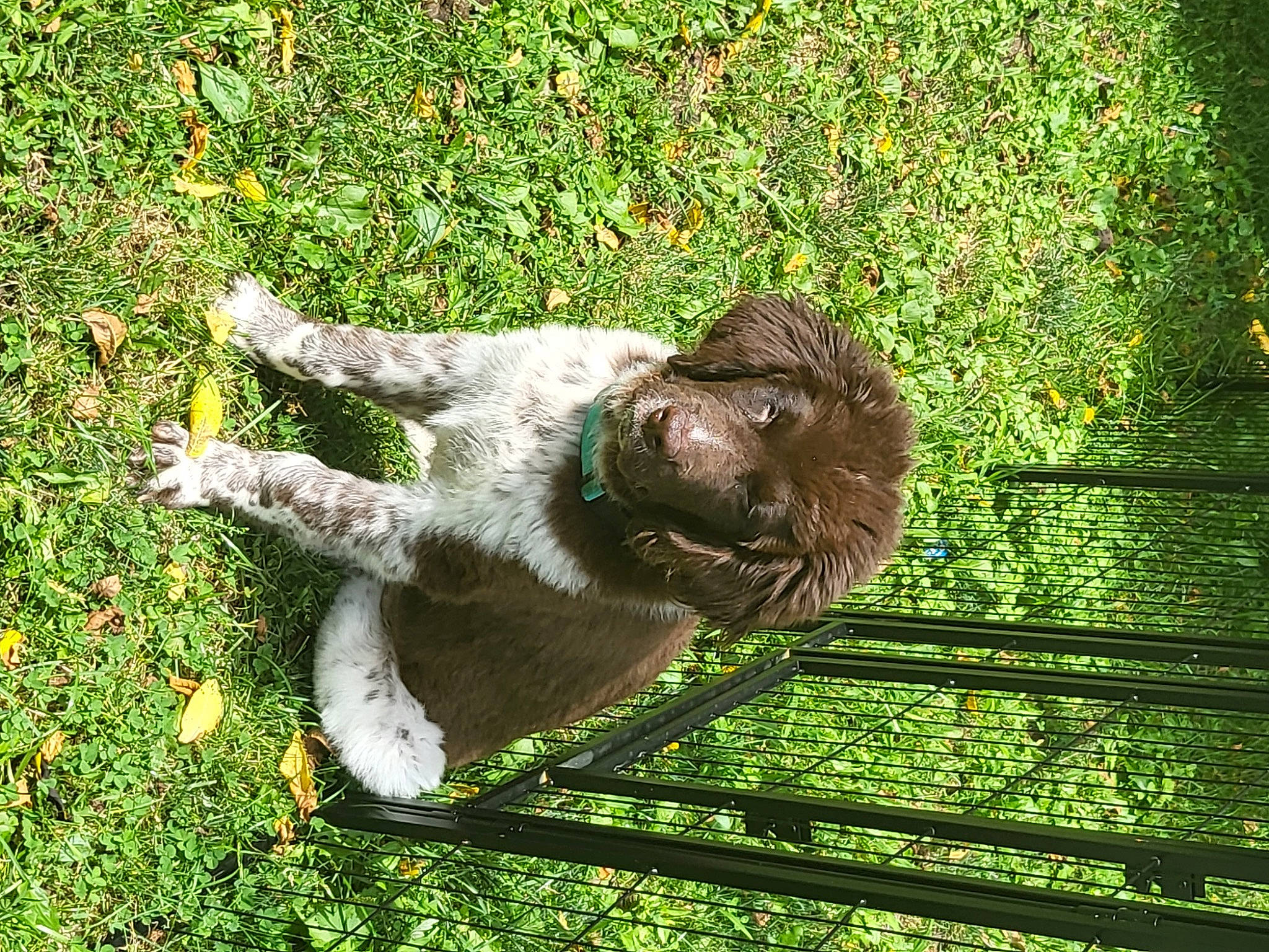 Ozzy is registered to the contest to win money with this photo: canidae, companion_dog, dog, dog_breed, fawn, fur, grass, groundcover, plant, rabbits_and_hares, sporting_group, tail, terrestrial_animal, wildlife, wood, working_animal