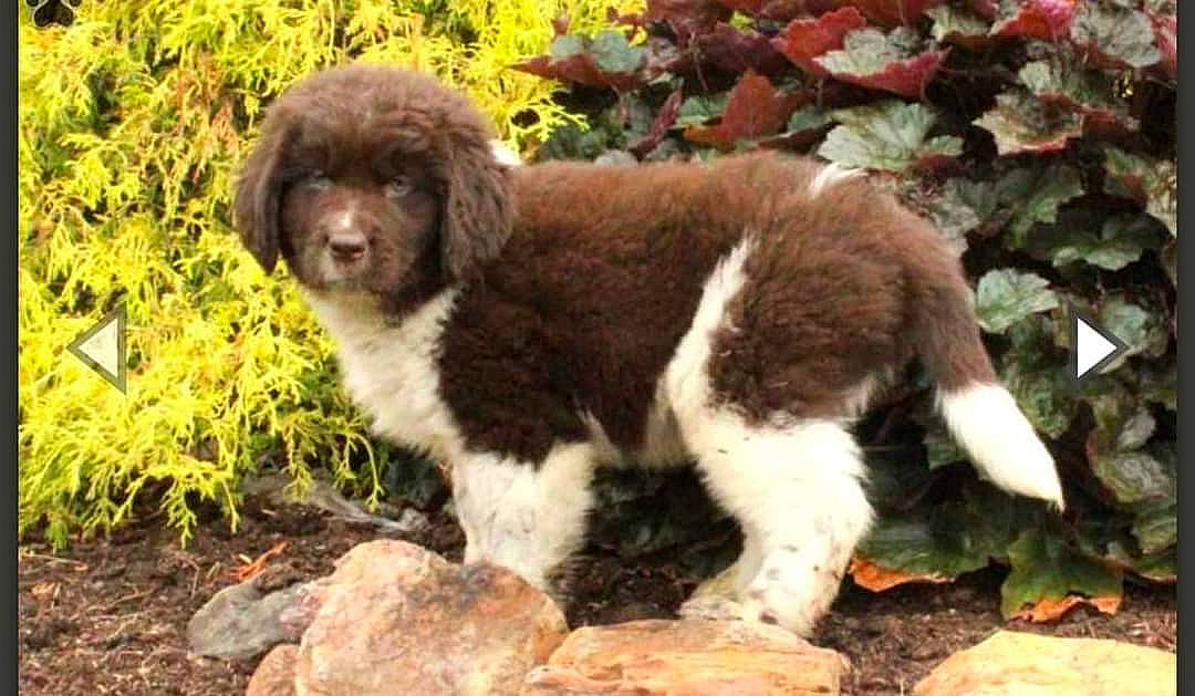 Ozzy joined the competition — help win amazing prizes! bored, canidae, carnivore, companion_dog, dog, dog_breed, fawn, fur, grass, groundcover, liver, mammal, plant, snout, soil, spaniel, sporting_group, terrestrial_animal, water_dog, working_animal