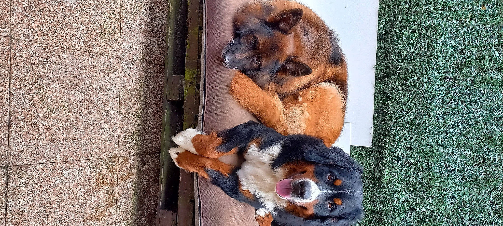 Boulette participe au concours pour gagner de l'argent avec cette photo : ancient_dog_breeds, canidae, carnivore, claw, companion_dog, dog, dog_breed, dog_supply, door, fawn, fur, paw, snout, sporting_group, tail, terrestrial_animal, toy, toy_dog, working_animal, working_dog