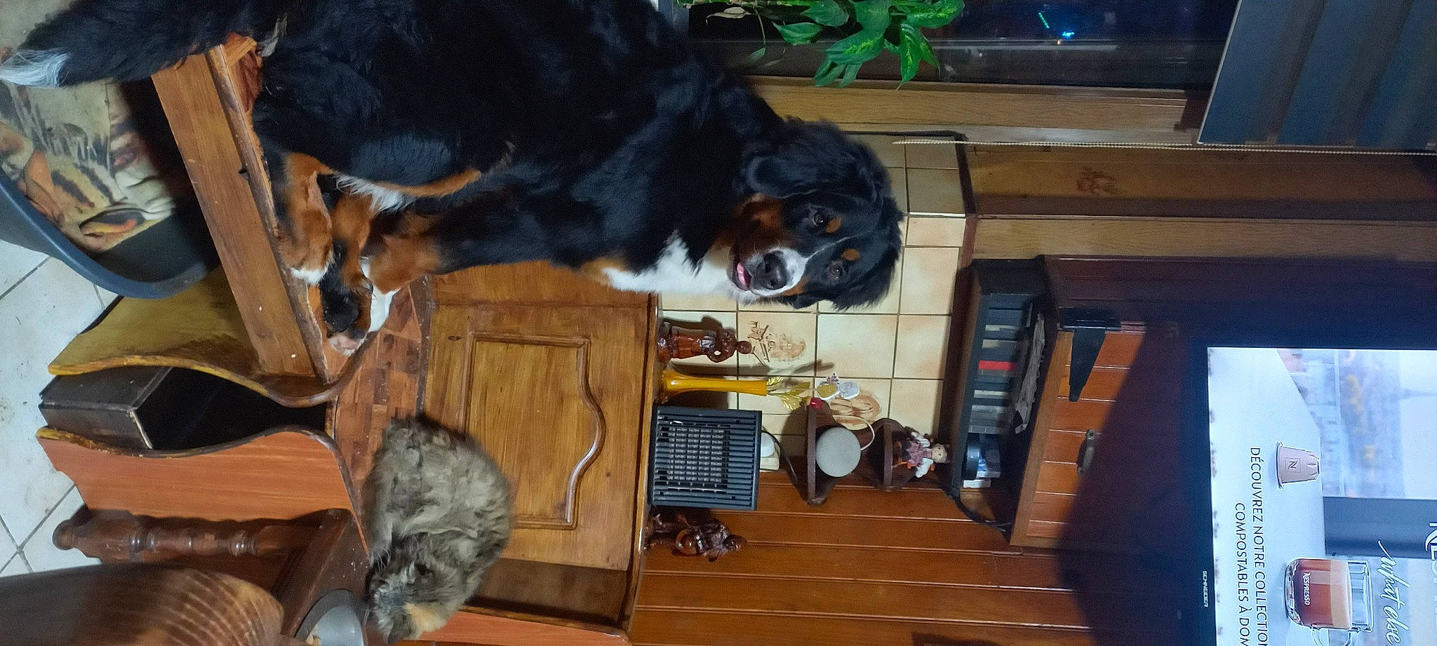 Boulette a rejoint le concours — aidez-le/la à gagner de superbes lots ! brown, building, cabinetry, canidae, carnivore, chair, companion_dog, dog, dog_breed, flooring, fur, hardwood, picture_frame, room, shelf, snout, sporting_group, tail, wood, working_animal