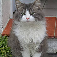 Snoopy a rejoint le concours — aidez-le/la à gagner de superbes lots ! aegean_cat, asian_semi_longhair, british_semi_longhair, cat, cat_like_mammal, domestic_long_haired_cat, domestic_short_haired_cat, european_shorthair, fauna, kitten, maine_coon, norwegian_forest_cat, ragamuffin, siberian, small_to_medium_sized_cats, snout, whiskers