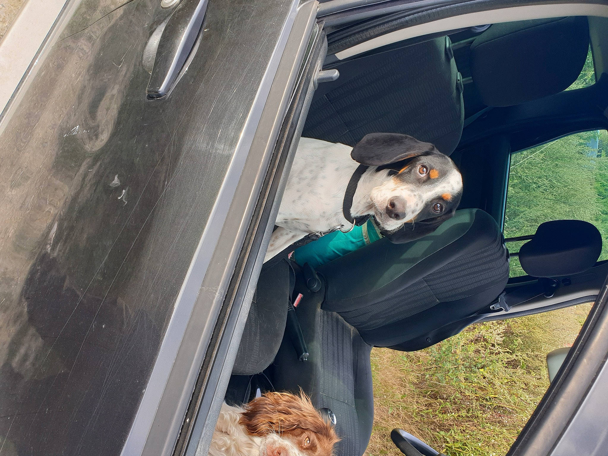 Rox participe au concours pour gagner de l'argent avec cette photo : auto_part, automotive_exterior, automotive_mirror, automotive_window_part, car, family_car, glass, photography, rear_view_mirror, selfie, tree, vehicle, vehicle_door, window, windshield