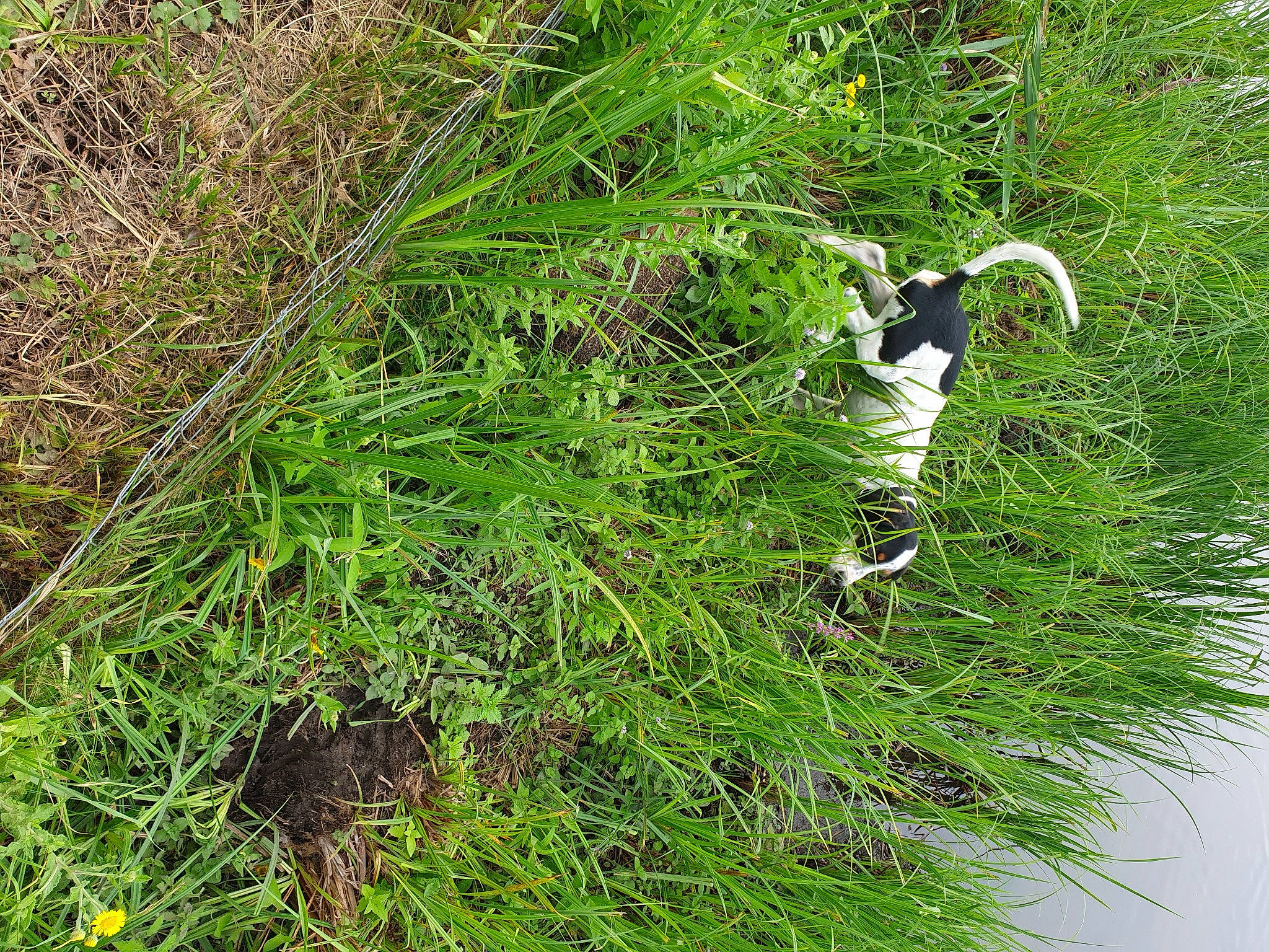 Rox participe au concours pour gagner de l'argent avec cette photo : ferns_and_horsetails, flower, grass, grass_family, plant, shrub, subshrub, sweet_grass, tree, vascular_plant