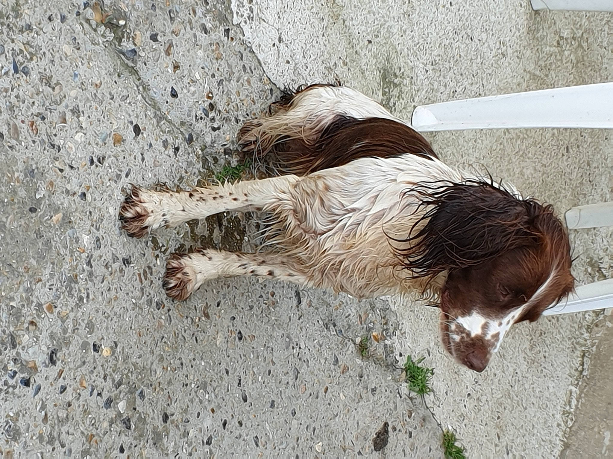 Joy participe au concours pour gagner de l'argent avec cette photo : canidae, carnivore, dog, dog_breed, english_springer_spaniel, french_spaniel, pointing_breed, setter, small_munsterlander, spaniel, sporting_group, welsh_springer_spaniel