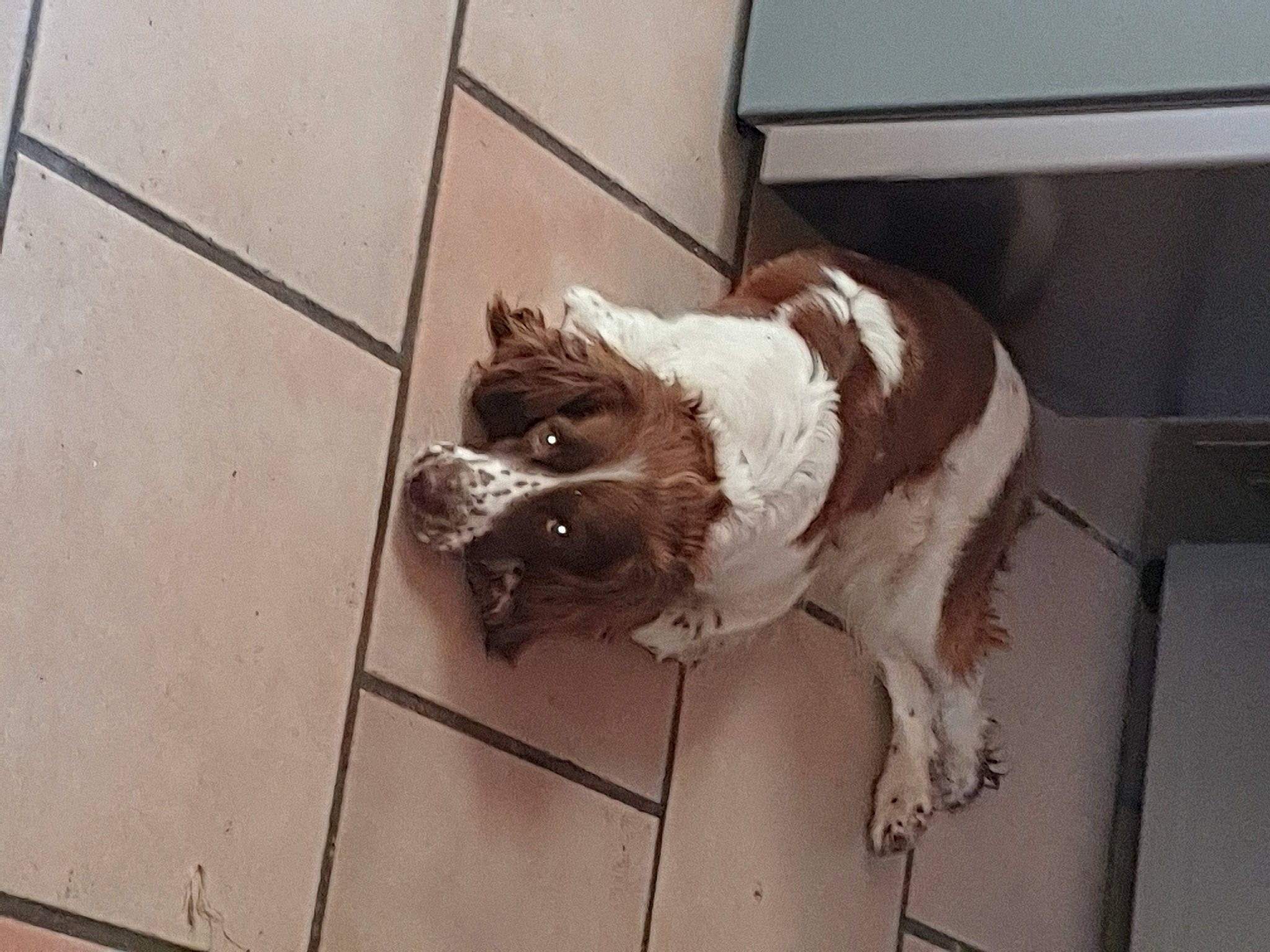 Joy a rejoint le concours — aidez-le/la à gagner de superbes lots ! brittany, canidae, carnivore, companion_dog, dog, dog_breed, english_springer_spaniel, fawn, french_spaniel, liver, spaniel, sporting_group