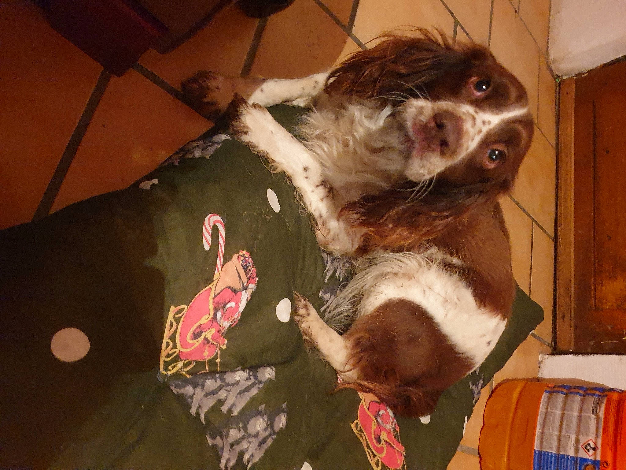 Joy a rejoint le concours — aidez-le/la à gagner de superbes lots ! canidae, carnivore, companion_dog, dog, dog_breed, ear, english_springer_spaniel, fawn, mammal, spaniel, sporting_group