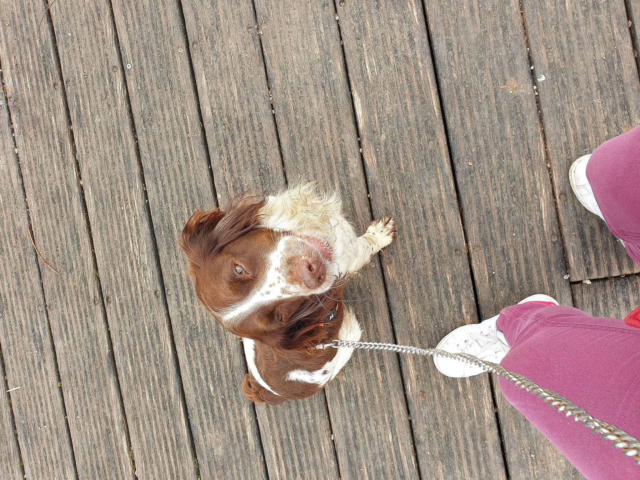 Joy a rejoint le concours — aidez-le/la à gagner de superbes lots ! canidae, carnivore, companion_dog, dog, dog_breed, ear, fawn, liver, puppy, sporting_group, wood