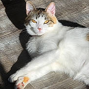 Luna is registered to the contest to win money with this photo: cat, animal, pet, relaxed, sunlight, shadow, wooden_floor, fur, white_fur, orange_spots, whiskers, pink_nose, ears, eyes, indoor, daylight, laying_down, close_up, cute, calm
