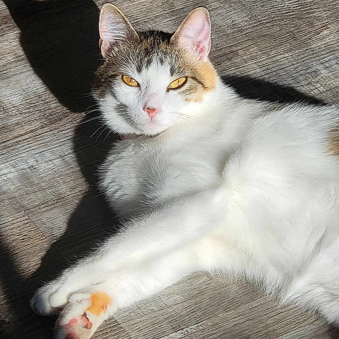 Luna is registered to the contest to win money with this photo: animal, calm, cat, close_up, cute, daylight, ears, eyes, fur, indoor, laying_down, orange_spots, pet, pink_nose, relaxed, shadow, sunlight, whiskers, white_fur, wooden_floor