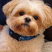 Milo joined the competition — help win amazing prizes! dog, fluffy, cute, pet, collar, close_up, indoor, fur, animal, portrait, canine, brown, white, small_dog, companion, domestic_animal, looking, face, adorable, curious