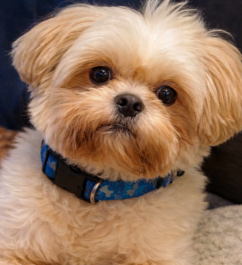 Milo joined the competition — help win amazing prizes! dog, fluffy, cute, pet, collar, close_up, indoor, fur, animal, portrait, canine, brown, white, small_dog, companion, domestic_animal, looking, face, adorable, curious