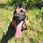 Maya a rejoint le concours — aidez-le/la à gagner de superbes lots ! animal, brown_fur, canine, closeup, collar, daylight, dog, ears_up, grass, greenery, happy, nature, outdoor, panting, pet, sitting, smiling, sunlight, tongue, tongue_out