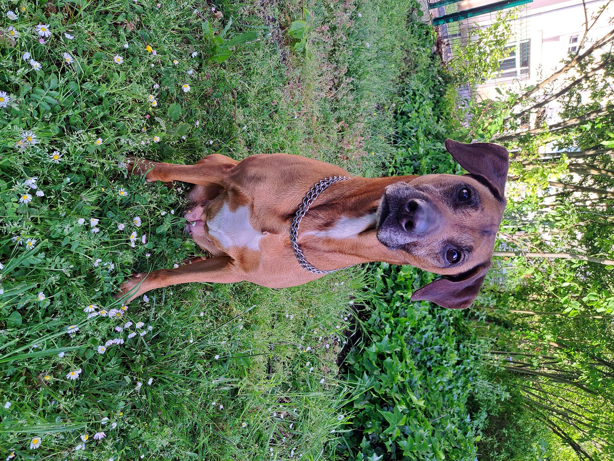 Orka participe au concours pour gagner de l'argent avec cette photo : canidae, carnivore, collar, companion_dog, dog, dog_breed, fawn, grass, groundcover, guard_dog, herb, liver, plant, snout, sporting_group, tail, terrestrial_animal, tree, wildlife, working_animal