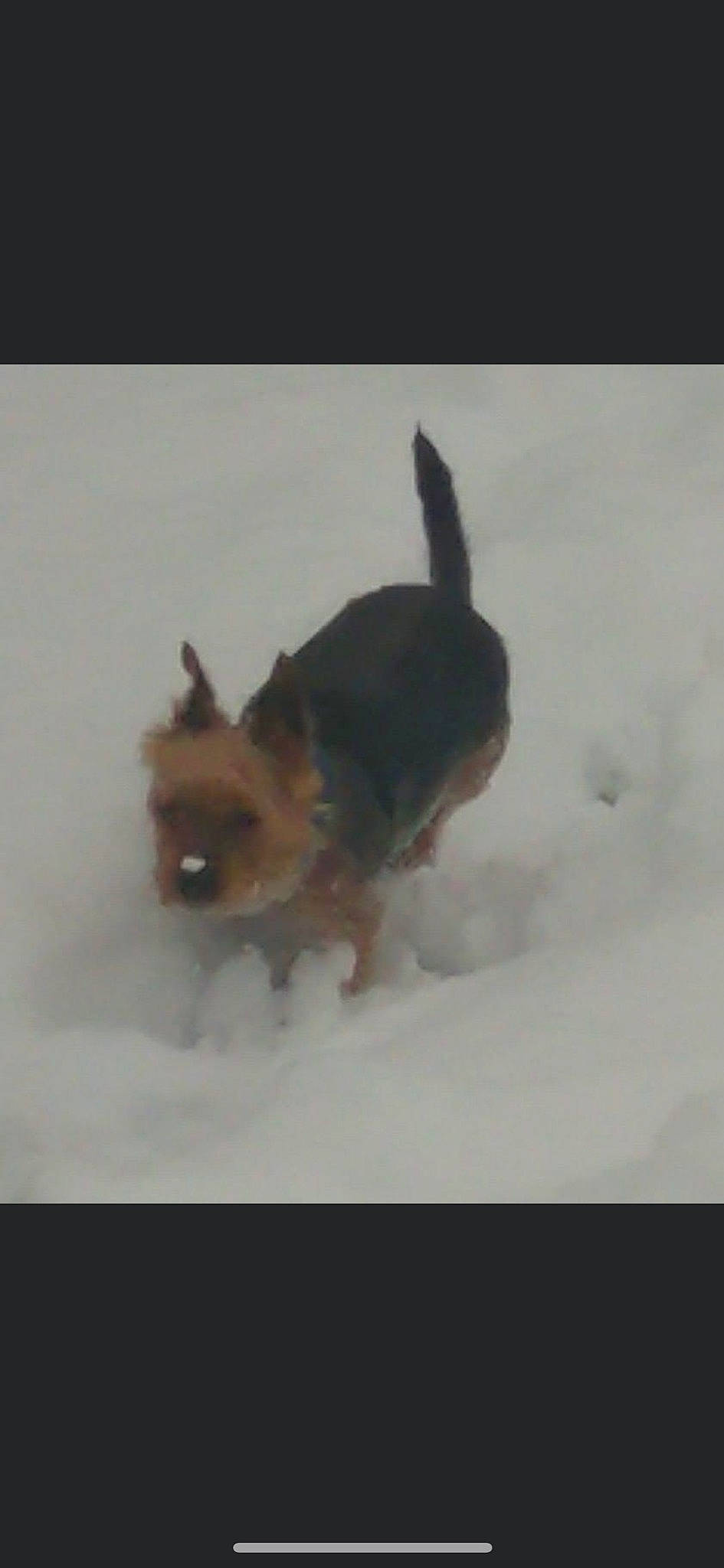 George joined the competition — help win amazing prizes! canidae, carnivore, companion_dog, dog, dog_breed, fawn, freezing, fur, liver, precipitation, snout, snow, sporting_group, tail, terrestrial_animal, toy, winter, working_animal, working_dog