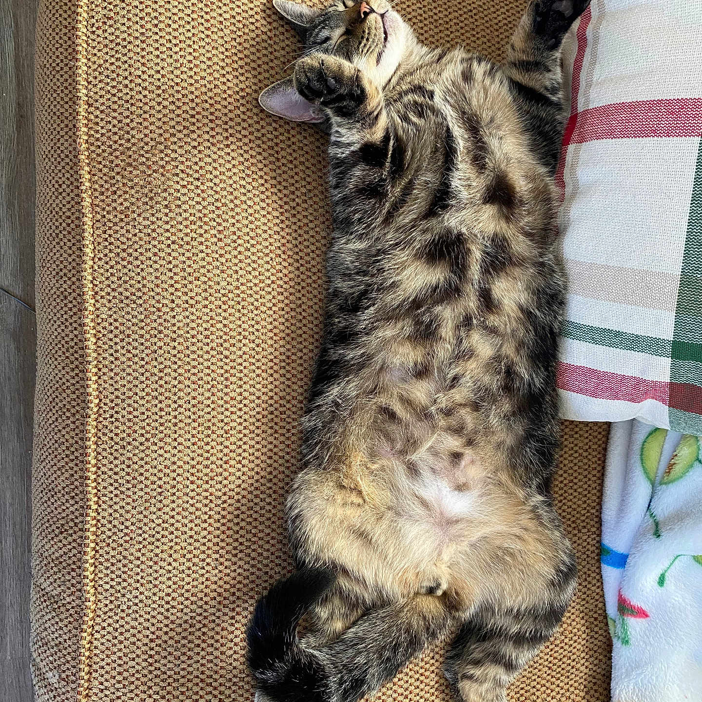 Castle joined the competition — help win amazing prizes! animal, armchair, cat, chair, couch, cushion, egyptiancat, furniture, homedecor, kitten, manx, person, pet, pillow, sleeping