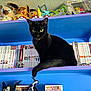 animal, anime, black_cat, blue_wall, books, bookshelf, cat, collar, collectibles, cute, feline, figurines, indoor, manga, pet, plush_toys, purple_shelf, sitting, tail, yellow_eyes