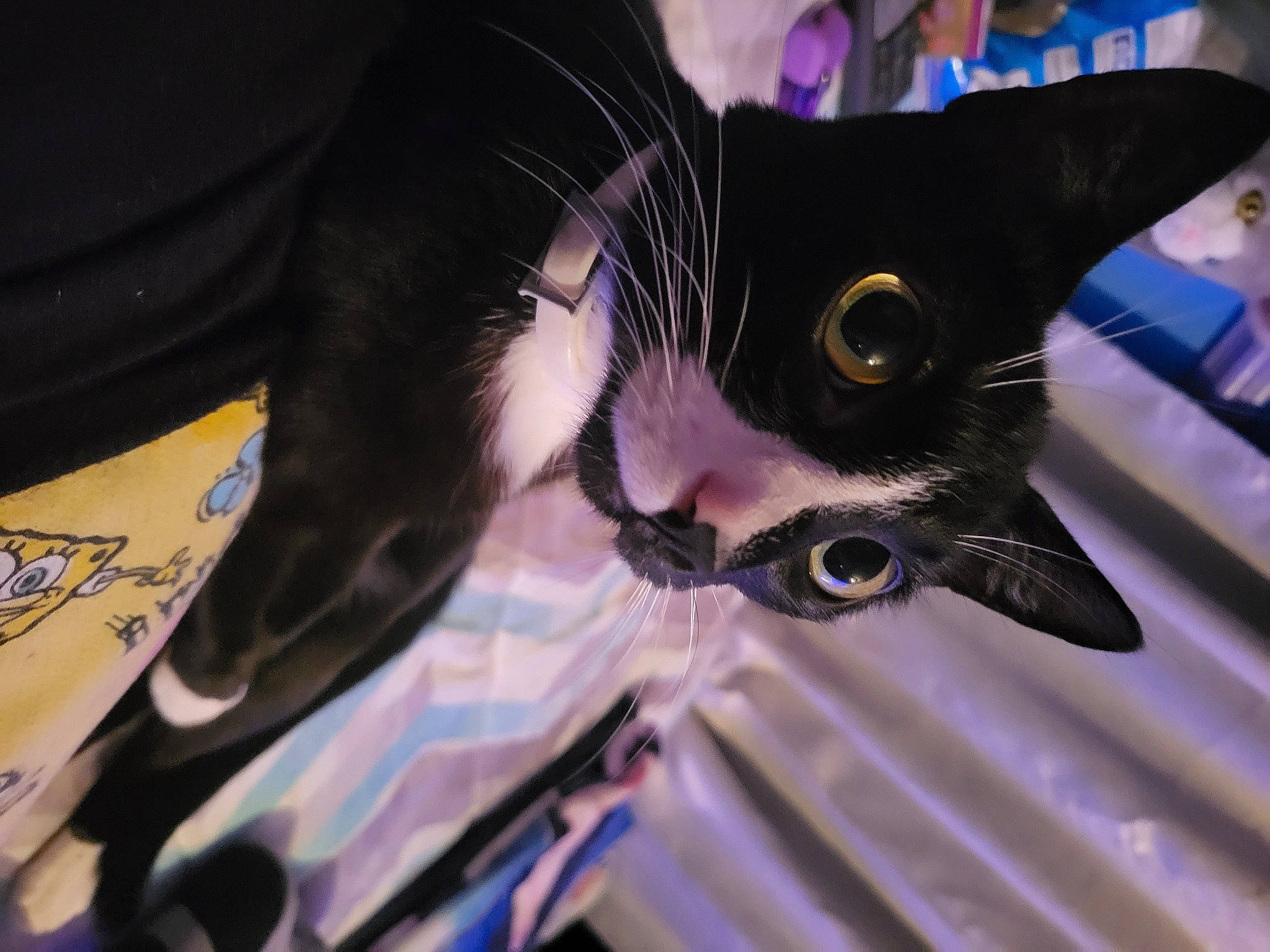 Noel is registered to the contest to win money with this photo: carnivore, cat, domestic_short_haired_cat, ear, electric_blue, eyelash, eyewear, felidae, fur, magenta, plant, purple, small_to_medium_sized_cats, snout, tree, whiskers