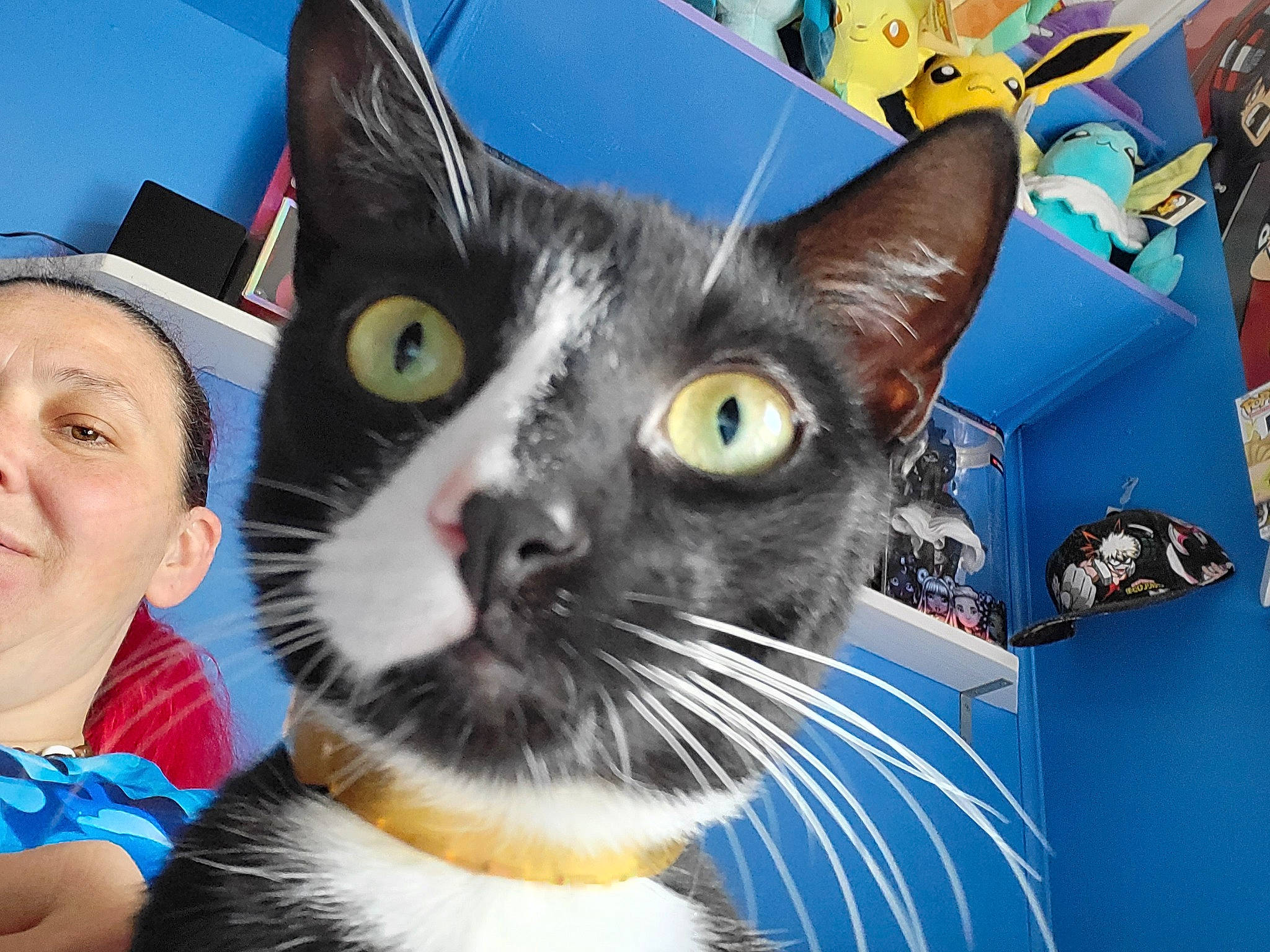 Noel is registered to the contest to win money with this photo: blue, carnivore, cat, domestic_short_haired_cat, felidae, fur, happy, iris, personal_protective_equipment, photo_caption, small_to_medium_sized_cats, snout, whiskers