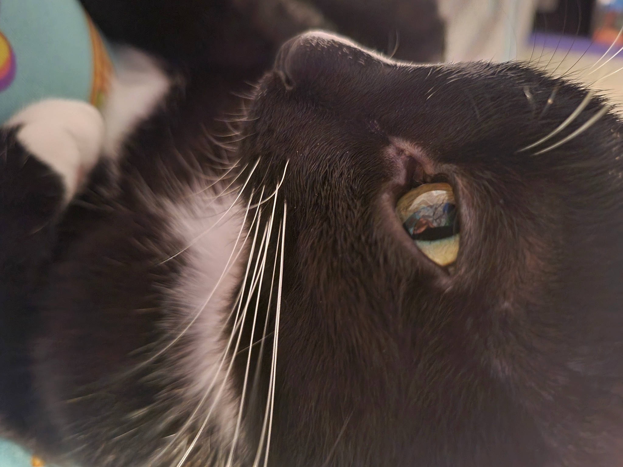 Noel joined the competition — help win amazing prizes! carnivore, cat, close_up, dog_breed, domestic_short_haired_cat, ear, eyelash, felidae, fur, liver, livestock, macro_photography, small_to_medium_sized_cats, snout, terrestrial_animal, whiskers, wildlife, working_animal