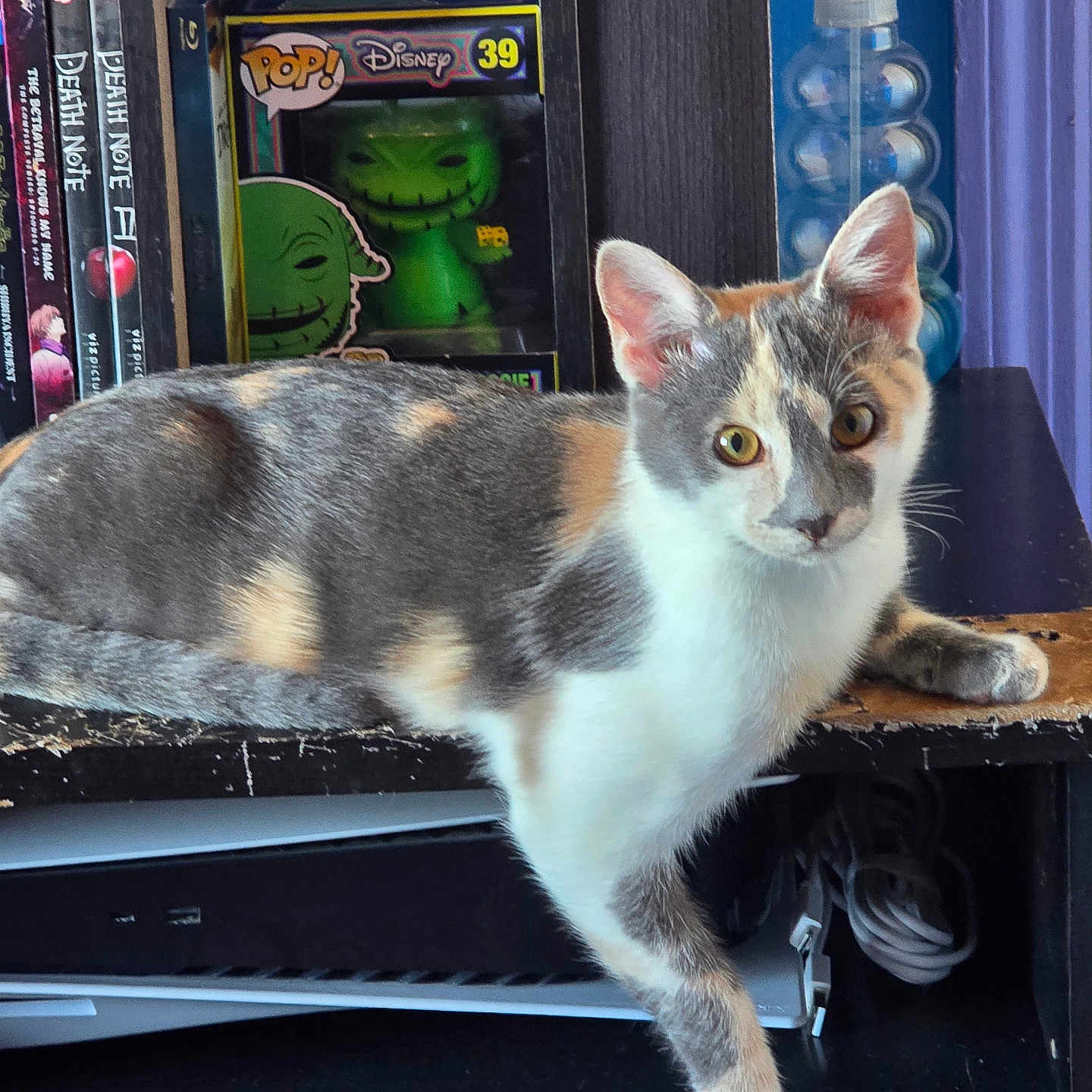 Luna is registered to the contest to win money with this photo: animal, cable, calico, casual, cat, curious, disney, domestic_animal, dvd, electronics, feline, indoor, looking_at_camera, paw, pet, pop_figure, relaxed, shelf, spray_bottle, wooden_shelf