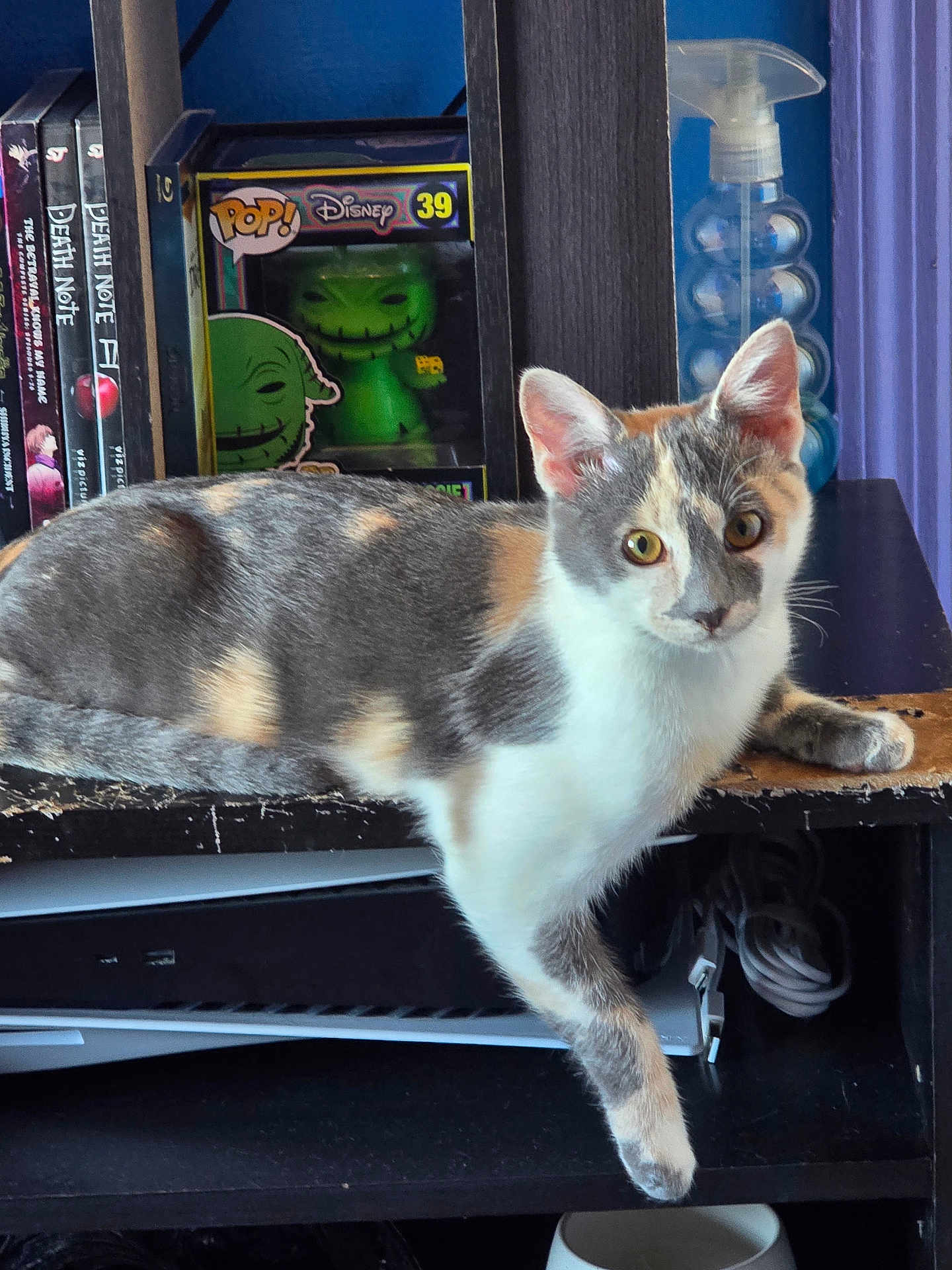 Luna is registered to the contest to win money with this photo: animal, cable, calico, casual, cat, curious, disney, domestic_animal, dvd, electronics, feline, indoor, looking_at_camera, paw, pet, pop_figure, relaxed, shelf, spray_bottle, wooden_shelf