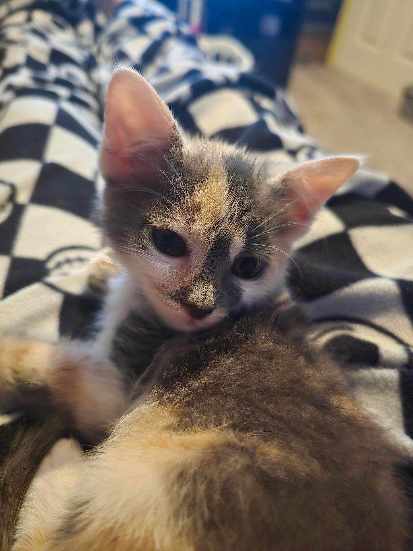 Luna is registered to the contest to win money with this photo: kitten, cat, feline, pet, animal, fur, cute, young, domestic, resting, indoor, closeup, soft, blanket, patterned, relaxed, small, whiskers, ears, eyes