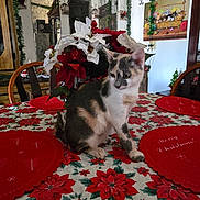 Luna is registered to the contest to win money with this photo: cat, table, flower_arrangement, poinsettia, christmas_decor, placemat, chair, indoor, holiday, festive, plant, wall_art, basket, greenery, red, white, wood, furniture, pet, domestic_animal