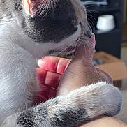 Luna is registered to the contest to win money with this photo: cat, paw, hand, close_up, indoor, pet, affection, fur, whiskers, nuzzle, human, skin, animal, cute, domestic, feline, gentle, touch, friendship, love