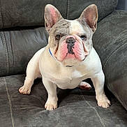 Buddy joined the competition — help win amazing prizes! french_bulldog, dog, pet, animal, indoor, couch, furniture, sitting, face, ears, wrinkles, short_hair, canine, domestic_animal, companion, cute, looking_at_camera, four_legs, pink_nose, white_and_gray