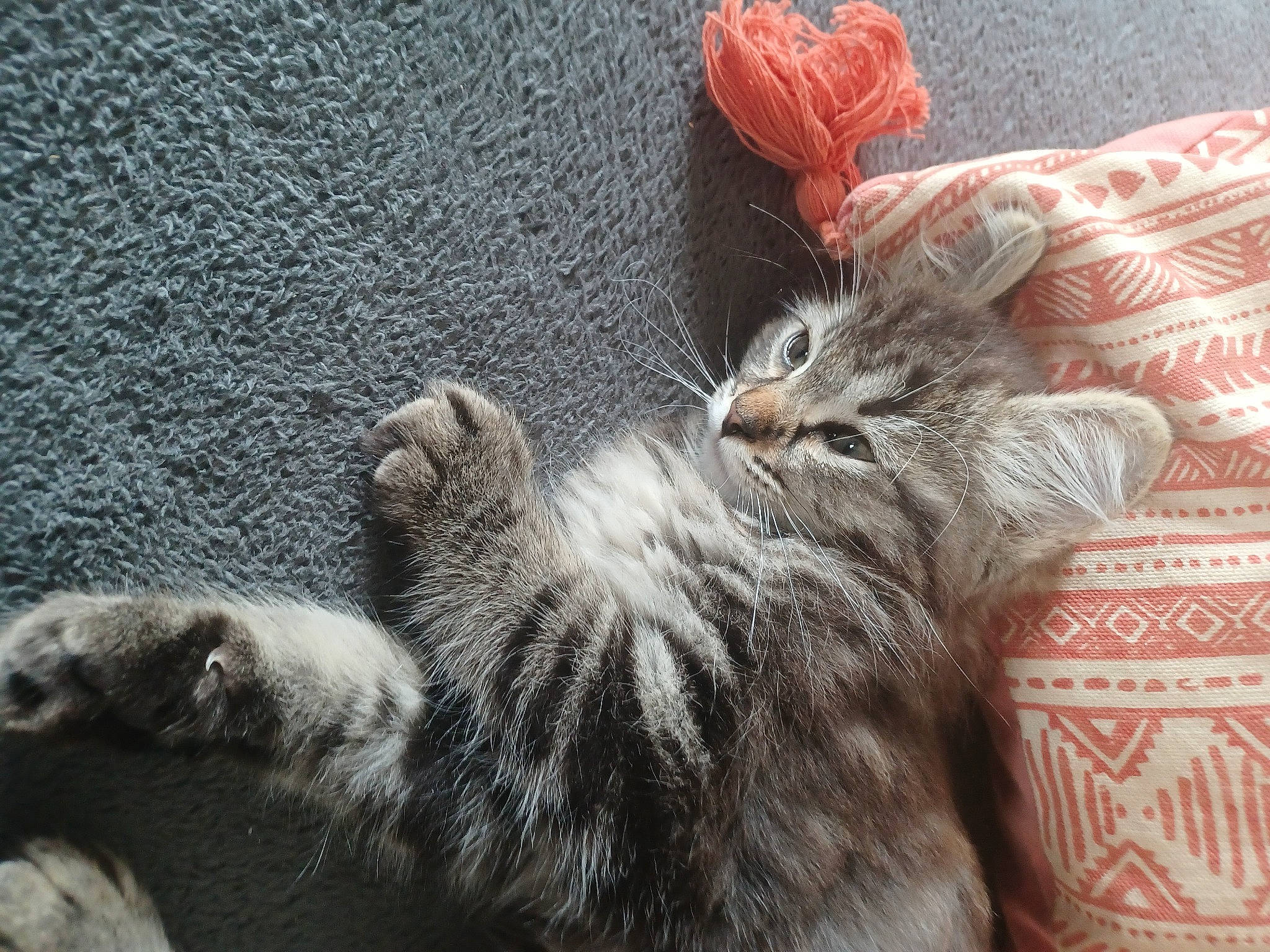 Diego a rejoint le concours — aidez-le/la à gagner de superbes lots ! carnivore, cat, claw, comfort, domestic_short_haired_cat, felidae, fur, grey, mammal, nap, paw, sleep, small_to_medium_sized_cats, snout, tail, terrestrial_animal, vertebrate, whiskers