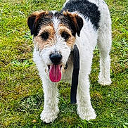 Rox a rejoint le concours — aidez-le/la à gagner de superbes lots ! dog, terrier, jack_russell, pet, animal, outdoor, grass, lawn, standing, portrait, close_up, scruffy_fur, black_and_white, brown_markings, floppy_ears, open_mouth, tongue, leash, happy, playful
