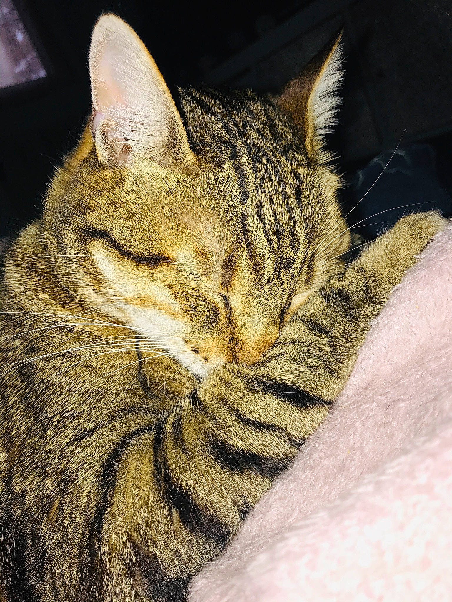 Rita a rejoint le concours — aidez-le/la à gagner de superbes lots ! american_shorthair, asian, california_spangled, carnivore, cat, close_up, domestic_short_haired_cat, dragon_li, european_shorthair, eye, felidae, fur, kitten, mammal, pixie_bob, small_to_medium_sized_cats, snout, tabby_cat, whiskers, wild_cat